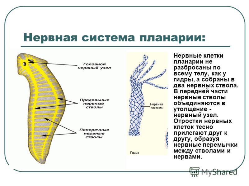 Солярис ссылка онион