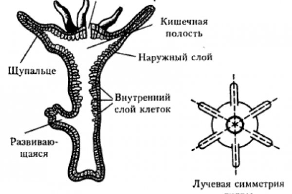 Кракен ссылка онион зеркало