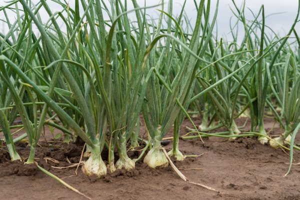 Solaris маркет onion