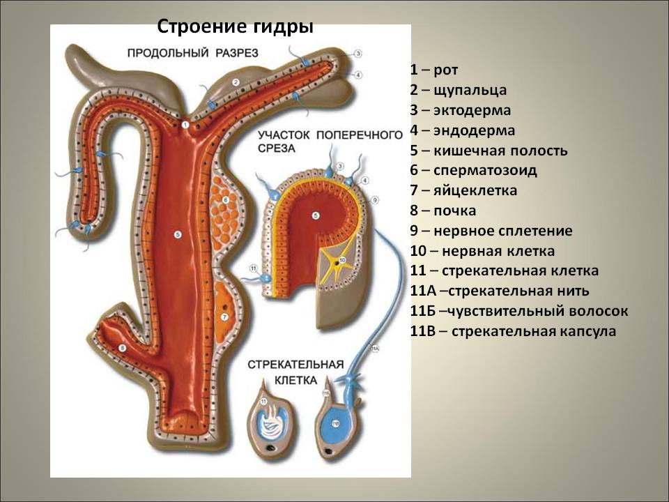 Кракен ссылка онион зеркало